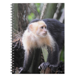 Cuaderno Capuchón de cabeza blanca, capucinus de Cebus.