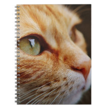 Cara determinada de un gato jengibre