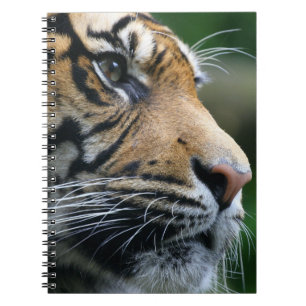 Cuaderno Cara magnífica del tigre de Bengala