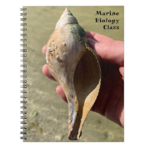 Cuaderno Caracola de tulipán Fotografía de caracol Marino T