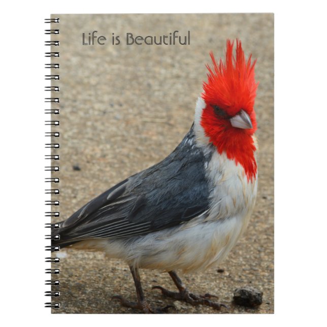 Cuaderno Cardenal Crestirrojo Pájaro Kauai (mi fotografía) (Frente)