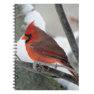 Cuaderno Cardenal de sexo masculino en el invierno