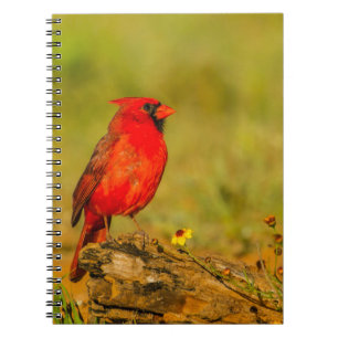 Cuaderno Cardenal macho en tronco