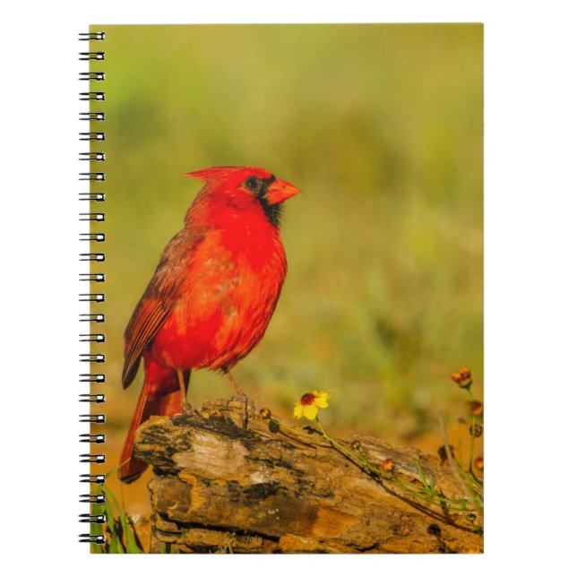 Cuaderno Cardenal macho en tronco (Frente)