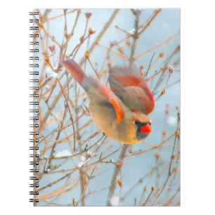 Cuaderno Cardenal norte volando - Fotografía original