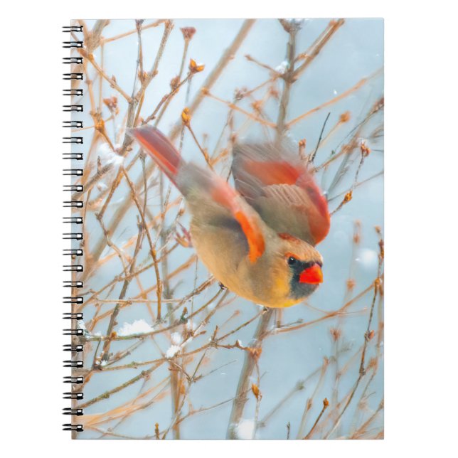 Cuaderno Cardenal norte volando - Fotografía original (Frente)