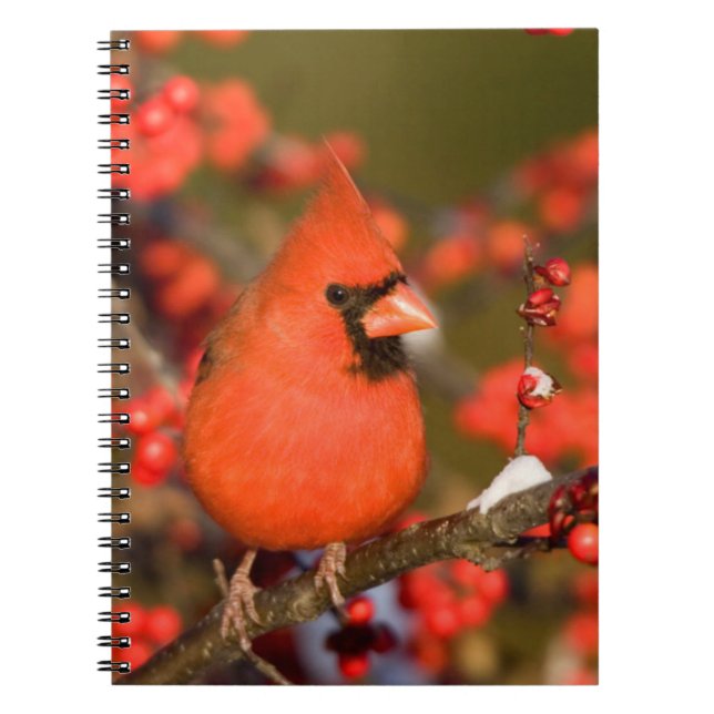 Cuaderno Cardenal Norteño en Winterberry Común (Frente)