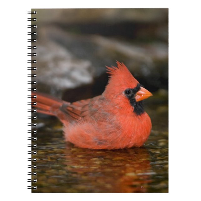 Cuaderno Cardenal norteño macho bañándose (Frente)