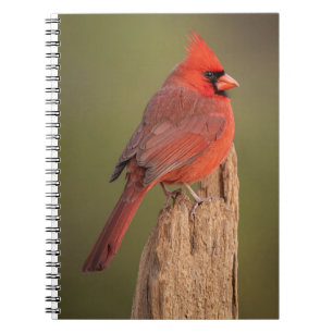 Cuaderno Cardenal Rojo