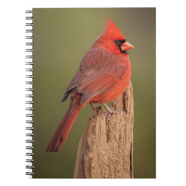 Cuaderno Cardenal Rojo (Frente)