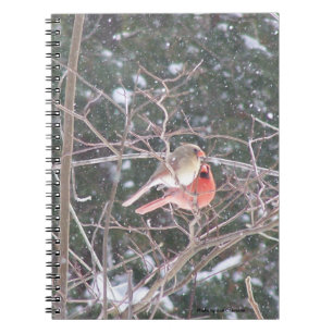 Cuaderno Cardenal rojo Bird
