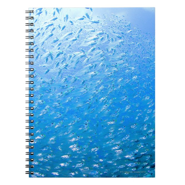 Cuaderno Cardinales nadando bajo el agua (Frente)