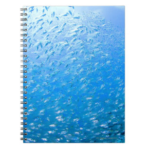 Cuaderno Cardinalfishes que nadan bajo el agua