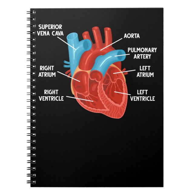 Cuaderno Cardiología de la educación de anatomía cardiaca (Frente)