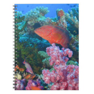 Cuaderno cardumen de Mochos falsos (Pseudanthias