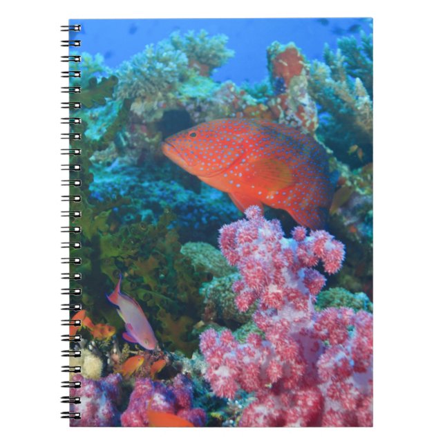 Cuaderno cardumen de Mochos falsos  (Pseudanthias (Frente)