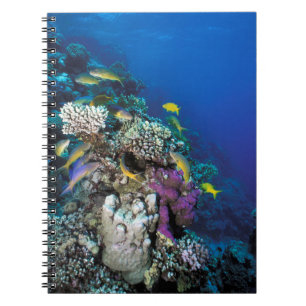 Cuaderno Cardumen de Salmonetes alrededor de pequeño coral