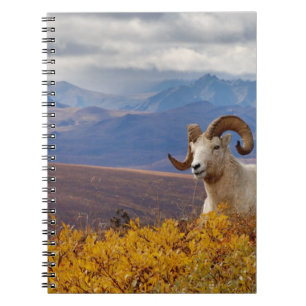 Cuaderno carnero de Dall, Ovis dalli