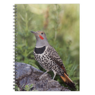 Cuaderno Carpintero americano, Colaptes auratus, de eje roj