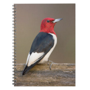 Cuaderno Carpintero de cabeza roja en cerca