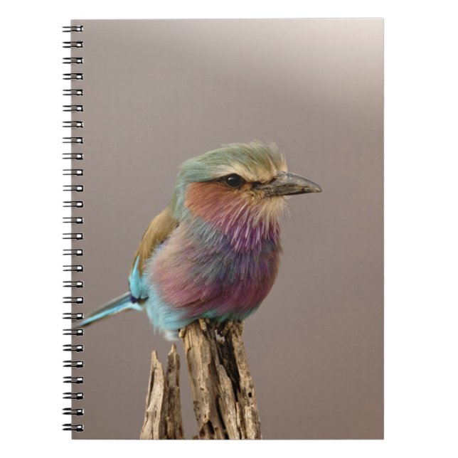Cuaderno Carraca liliacéa, Coracias caudata, Samburu (Frente)