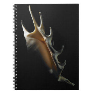 Cuaderno Cáscara de la concha