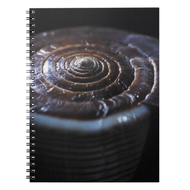 Cuaderno Cáscara del cono (Frente)