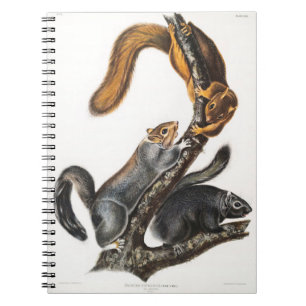 Cuaderno Cat of North America by John James Audubon