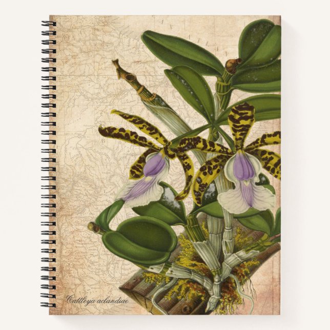 Cuaderno Cattleya Aclandiae Portátil Orquídea - Moda (Anverso)