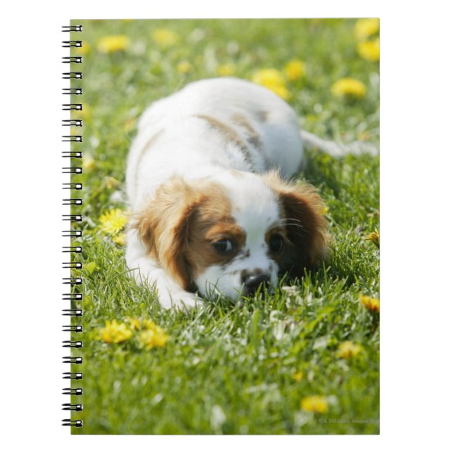 Cuaderno Cavalier King Charles Spaniel (Frente)