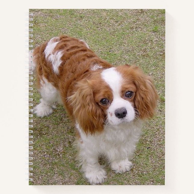 Cuaderno Cavalier-king-charles-spaniel completo (Anverso)