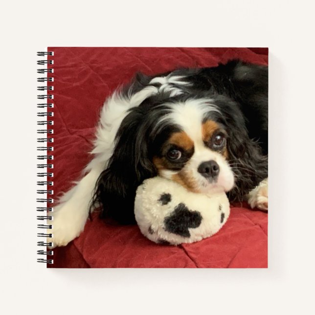 Cuaderno Cavalier King Charles Spaniel Pequeño bloc de nota (Anverso)