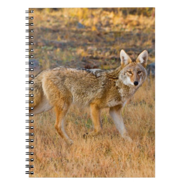 Cuaderno Caza de Coyote (Canis Latrans) (Frente)