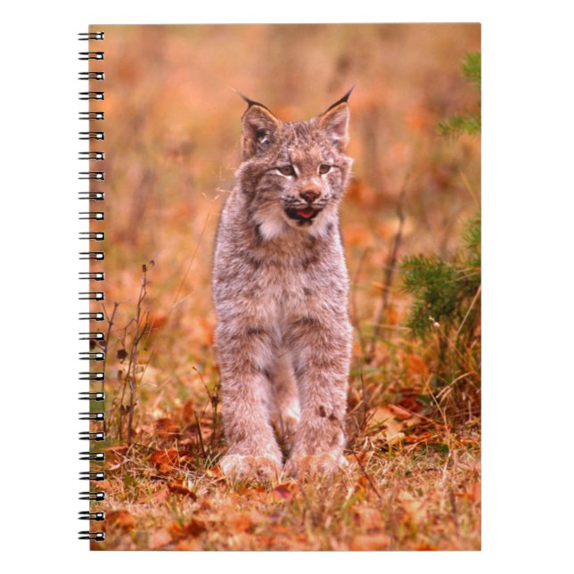 Cuaderno Caza de Linces | Bosque de Otoño (Frente)