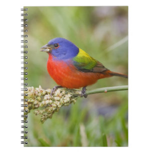 Cuaderno Cazamoscas pintado (Passerian ciris) macho aliment