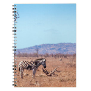 Cuaderno Cebra de llanuras en el parque nacional de Kruger,