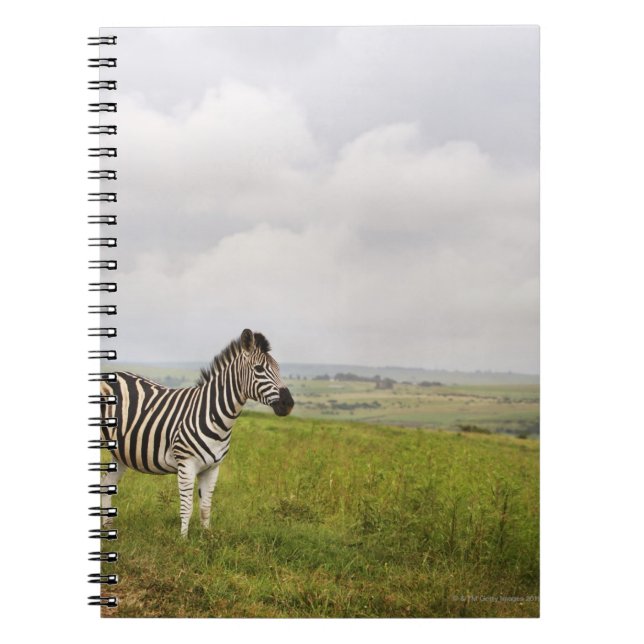 Cuaderno Cebra en el campo, Sudáfrica (Frente)