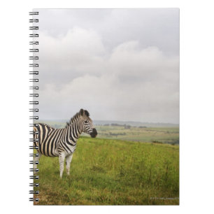 Cuaderno Cebra en el campo, Suráfrica