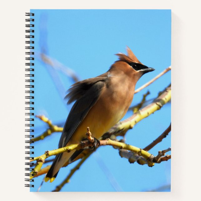 Cuaderno Cedar Waxwing Bird (Anverso)