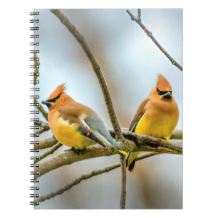 Cuaderno Cedar Waxwing - Fotografía original