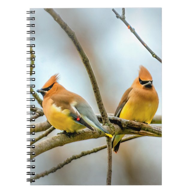 Cuaderno Cedar Waxwing - Fotografía original (Frente)