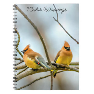 Cuaderno Cedar Waxwing - Fotografía original