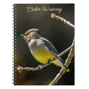 Cuaderno Cedar Waxwing Songbird Foto original de ave silves