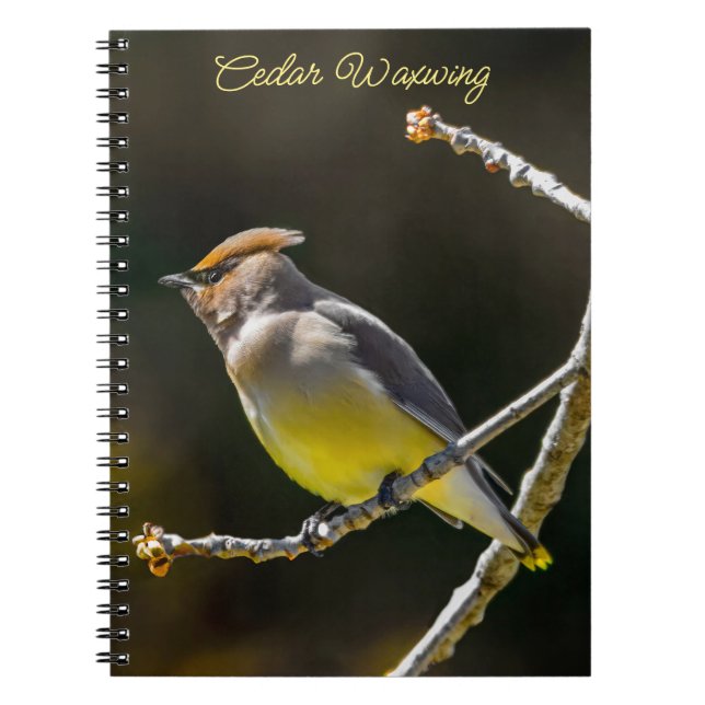 Cuaderno Cedar Waxwing Songbird Foto original de ave silves (Frente)