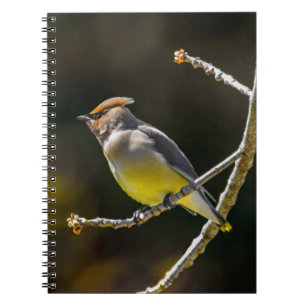 Cuaderno Cedar Waxwing Songbird Foto original de ave silves