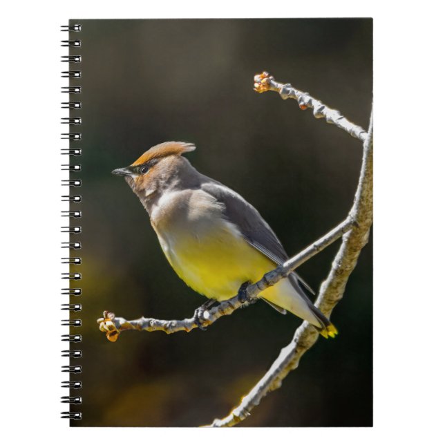 Cuaderno Cedar Waxwing Songbird Foto original de ave silves (Frente)