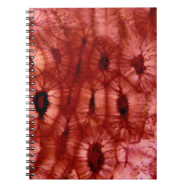 Cuaderno Células de Sclerenchyma de un hoyo de la cereza (Frente)
