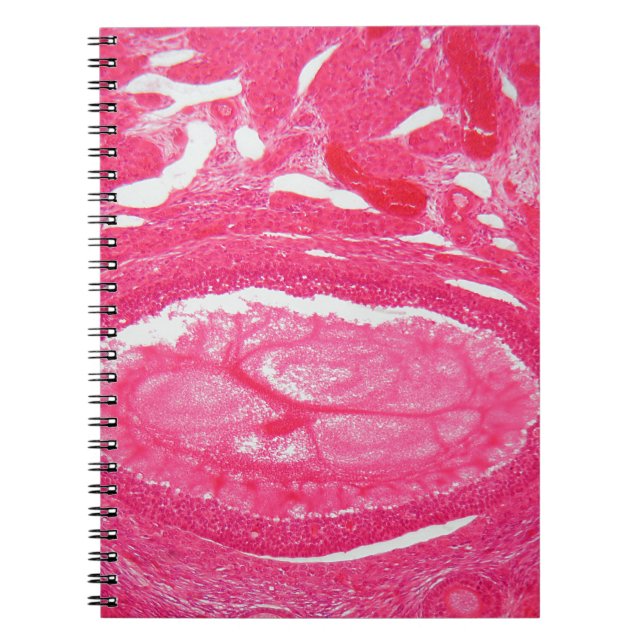 Cuaderno Células del ovario debajo del microscopio (Frente)