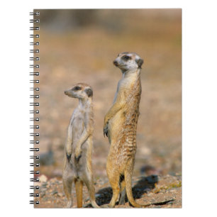 Cuaderno Centinelas de suricata (Suricata suricatta), Karas