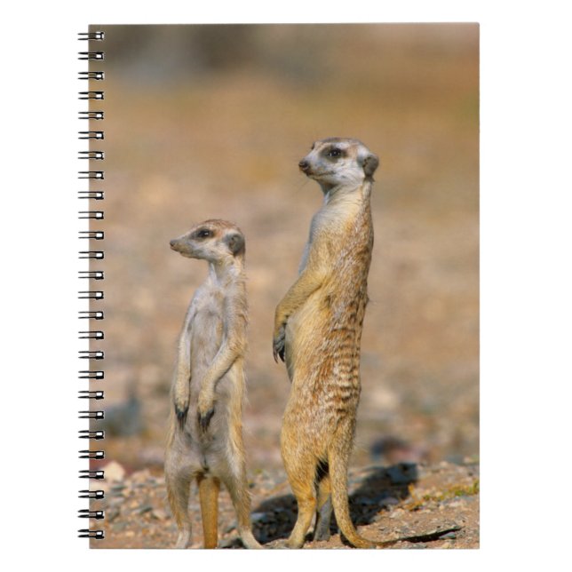 Cuaderno Centinelas de suricata (Suricata suricatta), Karas (Frente)
